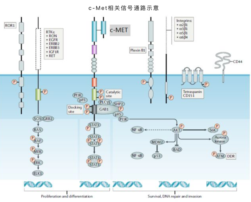 d88尊龙z6(中国区)大康健有限公司-官方网站